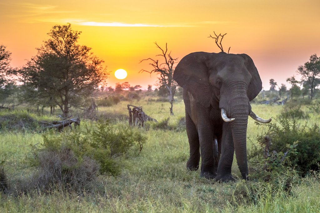 Best Time of Year to Visit Kruger National Park | kimkim