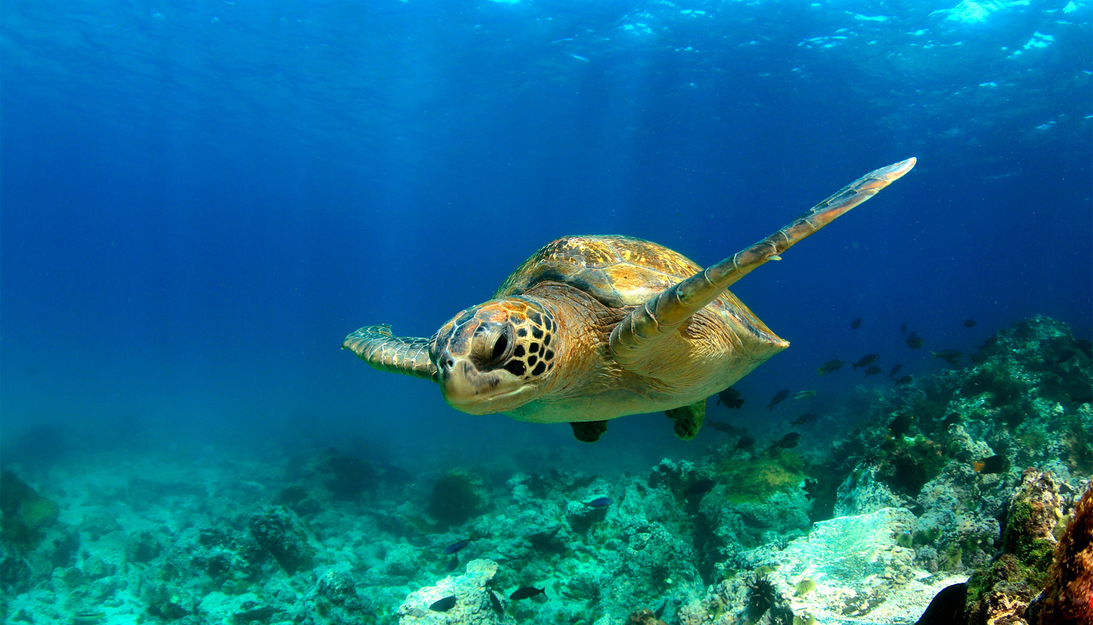 Galapagos Cruises, Galapagos Islands Cruise Deals, Galapagos Cruise Sales