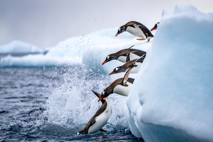 Expedition Cruise Guide: All you need to know before booking